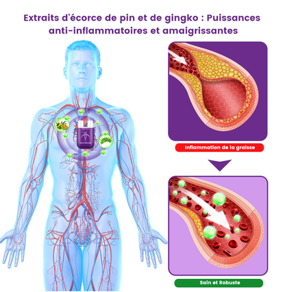 AeroSlim™ | Inhalateur Amincissant Régulateur d'Enzymes