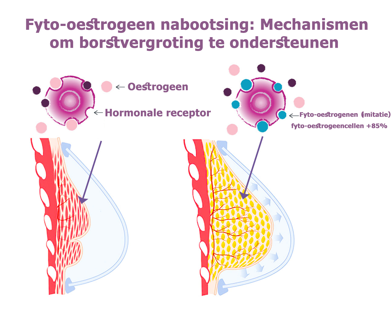 BlossomCurve™ | Krijg in 7 dagen een perfecte en aantrekkelijke borst!