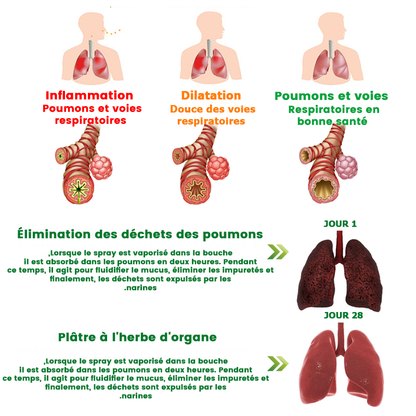 Aide pulmonaire™ | Spray nettoyant pour poumons à base de plantes 